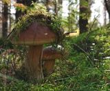 KarlJohan svamp i skogen 